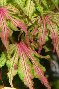 Aka Shigitatsu Sawa Japanese Maple - 1 Gallon Pot -Wilson Bros Gardens acer palmatum aka shigitatsu japanese maple 2