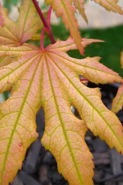 Aka Shigitatsu Sawa Japanese Maple - 1 Gallon Pot -Wilson Bros Gardens acer palmatum aka shigitatsu japanese maple 3