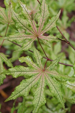 Aka Shigitatsu Sawa Japanese Maple - 1 Gallon Pot -Wilson Bros Gardens acer palmatum aka shigitatsu japanese maple 5
