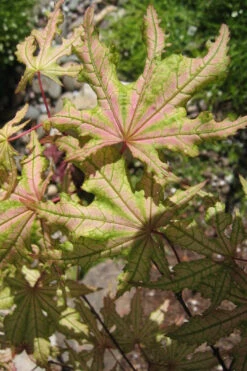Aka Shigitatsu Sawa Japanese Maple - 1 Gallon Pot -Wilson Bros Gardens acer palmatum aka shigitatsu japanese maple 6