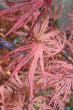 Aka Shigitatsu Sawa Japanese Maple - 1 Gallon Pot -Wilson Bros Gardens acer palmatum aka shigitatsu japanese maple 7