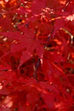 Aka Shigitatsu Sawa Japanese Maple - 1 Gallon Pot -Wilson Bros Gardens acer palmatum aka shigitatsu japanese maple 8