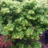 Akita Yatsubusa DwarfJapanese Maple - 7 Gallon Pot