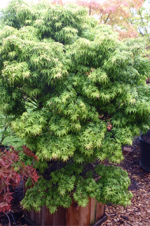 Akita Yatsubusa DwarfJapanese Maple - 1 Gallon Pot 1 Akita Yatsubusa DwarfJapanese Maple - 1 Gallon Pot