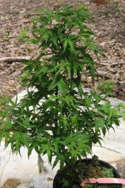 Akita Yatsubusa DwarfJapanese Maple - 7 Gallon Pot -Wilson Bros Gardens acer palmatum akita yatsubusa japanese maple 3 1