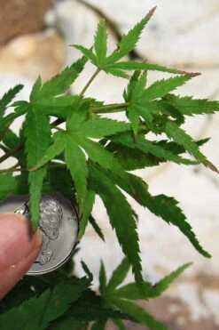 Akita Yatsubusa DwarfJapanese Maple - 1 Gallon Pot 15 Akita Yatsubusa DwarfJapanese Maple - 1 Gallon Pot -Wilson Bros Gardens acer palmatum akita yatsubusa japanese maple 4