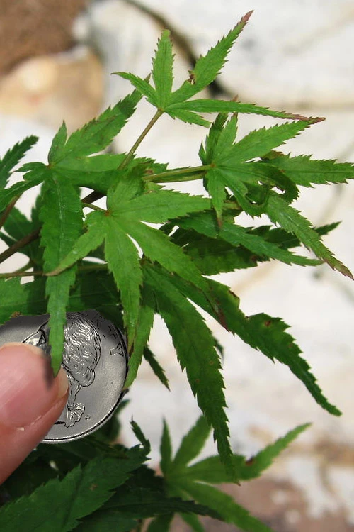 Akita Yatsubusa DwarfJapanese Maple - 1 Gallon Pot 8 Akita Yatsubusa DwarfJapanese Maple - 1 Gallon Pot - Image 8