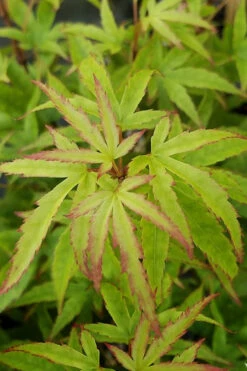 Akita Yatsubusa DwarfJapanese Maple - 7 Gallon Pot -Wilson Bros Gardens acer palmatum akita yatsubusa japanese maple 5 1