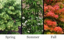 Akita Yatsubusa DwarfJapanese Maple - 1 Gallon Pot 11 Akita Yatsubusa DwarfJapanese Maple - 1 Gallon Pot -Wilson Bros Gardens acer palmatum akita yatsubusa japanese maple 7