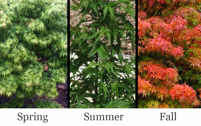 Akita Yatsubusa DwarfJapanese Maple - 1 Gallon Pot 4 Akita Yatsubusa DwarfJapanese Maple - 1 Gallon Pot - Image 4