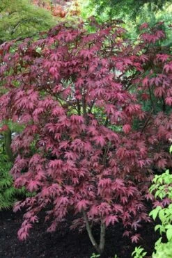Amagi Shigure Japanese Maple - 3 Gallon Pot -Wilson Bros Gardens acer palmatum amagi shigure japanese maple 1