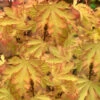 Anne Irene Japanese Maple - 1 Gallon Pot