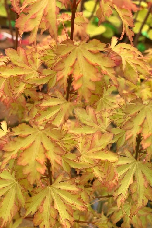 Anne Irene Japanese Maple - 1 Gallon Pot 1 Anne Irene Japanese Maple - 1 Gallon Pot