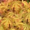 Anne Irene Japanese Maple - 3 Gallon Pot