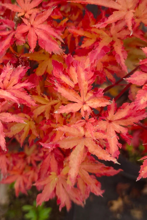 Anne Irene Japanese Maple - 1 Gallon Pot 8 Anne Irene Japanese Maple - 1 Gallon Pot - Image 8