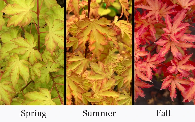 Anne Irene Japanese Maple - 1 Gallon Pot 4 Anne Irene Japanese Maple - 1 Gallon Pot - Image 4