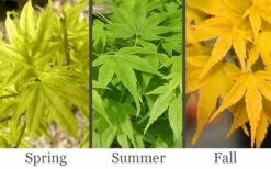 Aoyagi Japanese Maple (Ukon) - 5 Gallon Pot 9 Aoyagi Japanese Maple (Ukon) - 5 Gallon Pot -Wilson Bros Gardens acer palmatum aoyagi japanese maple 2