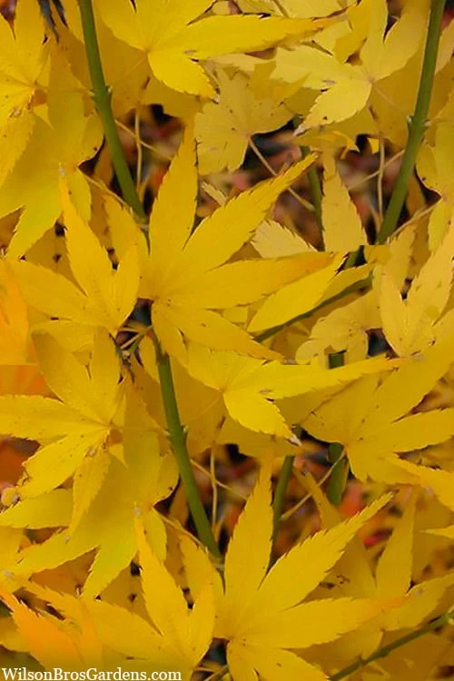 Aoyagi Japanese Maple (Ukon) - 5 Gallon Pot 1 Aoyagi Japanese Maple (Ukon) - 5 Gallon Pot