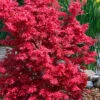 Aratama Dwarf Japanese Maple - 3 Gallon Pot