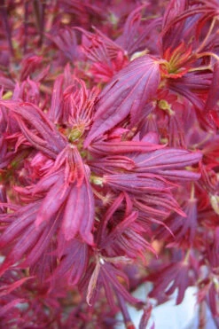 Aratama Dwarf Japanese Maple - 3 Gallon Pot 21 Aratama Dwarf Japanese Maple - 3 Gallon Pot -Wilson Bros Gardens acer palmatum aratama dwarf japanese maple 10