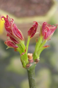 Aratama Dwarf Japanese Maple - 3 Gallon Pot 18 Aratama Dwarf Japanese Maple - 3 Gallon Pot -Wilson Bros Gardens acer palmatum aratama dwarf japanese maple 11
