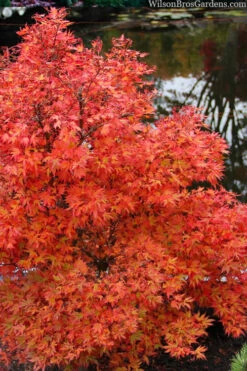 Aratama Dwarf Japanese Maple - 3 Gallon Pot 26 Aratama Dwarf Japanese Maple - 3 Gallon Pot -Wilson Bros Gardens acer palmatum aratama dwarf japanese maple 2