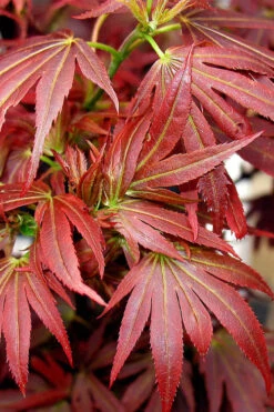 Aratama Dwarf Japanese Maple - 3 Gallon Pot 23 Aratama Dwarf Japanese Maple - 3 Gallon Pot -Wilson Bros Gardens acer palmatum aratama dwarf japanese maple 4