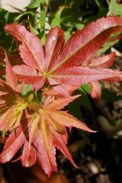 Aratama Dwarf Japanese Maple - 3 Gallon Pot 24 Aratama Dwarf Japanese Maple - 3 Gallon Pot -Wilson Bros Gardens acer palmatum aratama dwarf japanese maple 5