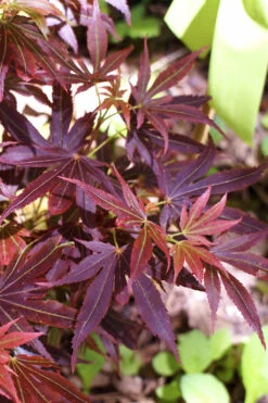 Aratama Dwarf Japanese Maple - 3 Gallon Pot 22 Aratama Dwarf Japanese Maple - 3 Gallon Pot -Wilson Bros Gardens acer palmatum aratama dwarf japanese maple 6
