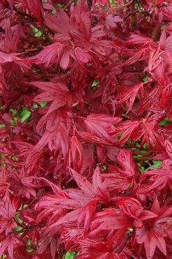 Aratama Dwarf Japanese Maple - 3 Gallon Pot 20 Aratama Dwarf Japanese Maple - 3 Gallon Pot -Wilson Bros Gardens acer palmatum aratama dwarf japanese maple 7