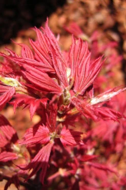Aratama Dwarf Japanese Maple - 3 Gallon Pot 19 Aratama Dwarf Japanese Maple - 3 Gallon Pot -Wilson Bros Gardens acer palmatum aratama dwarf japanese maple 9