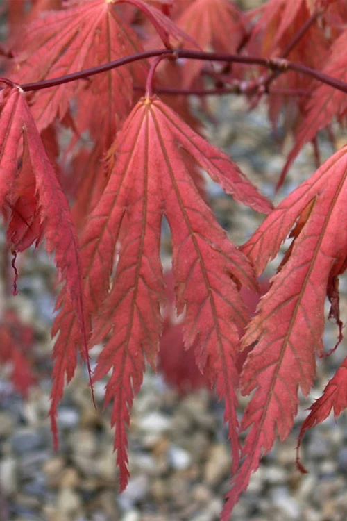 Ariadne Japanese Maple - 1 Gallon Pot 5 Ariadne Japanese Maple - 1 Gallon Pot - Image 5