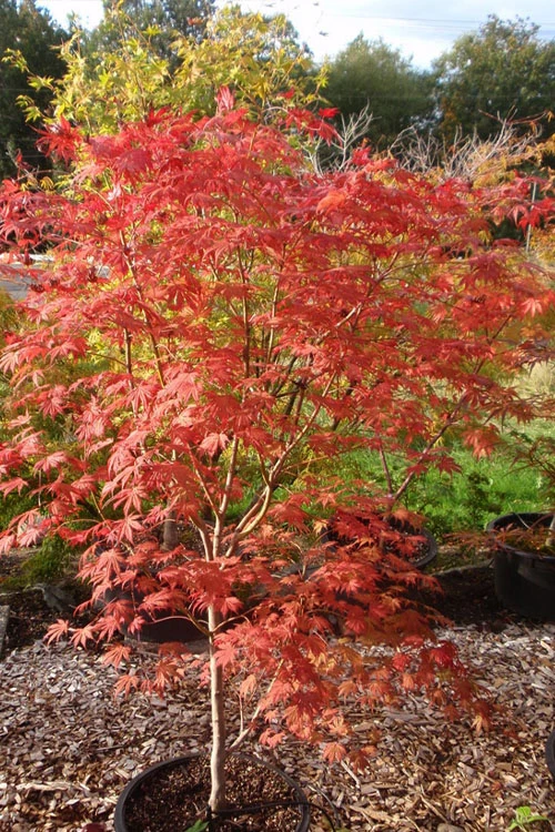 Ariadne Japanese Maple - 1 Gallon Pot 17 Ariadne Japanese Maple - 1 Gallon Pot - Image 17