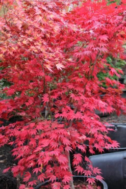 Ariadne Japanese Maple - 1 Gallon Pot 37 Ariadne Japanese Maple - 1 Gallon Pot -Wilson Bros Gardens acer palmatum ariadne japanese maple 11
