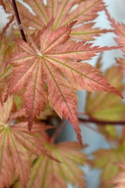 Ariadne Japanese Maple - 1 Gallon Pot 26 Ariadne Japanese Maple - 1 Gallon Pot -Wilson Bros Gardens acer palmatum ariadne japanese maple 12
