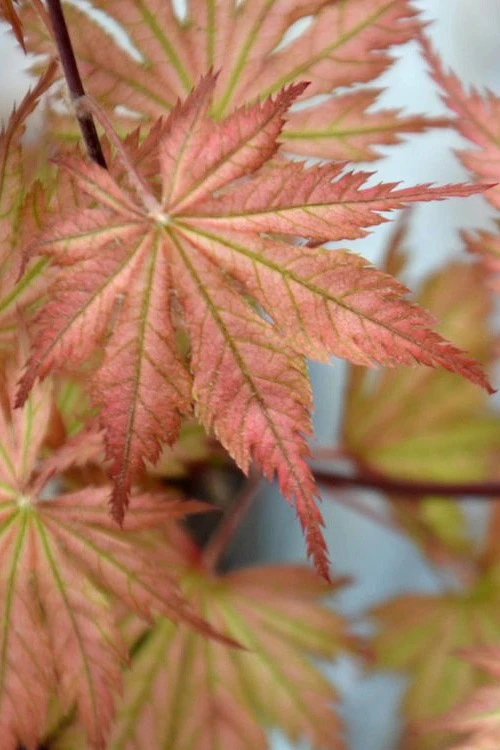 Ariadne Japanese Maple - 1 Gallon Pot 7 Ariadne Japanese Maple - 1 Gallon Pot - Image 7