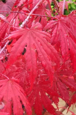 Ariadne Japanese Maple - 1 Gallon Pot 39 Ariadne Japanese Maple - 1 Gallon Pot -Wilson Bros Gardens acer palmatum ariadne japanese maple 13