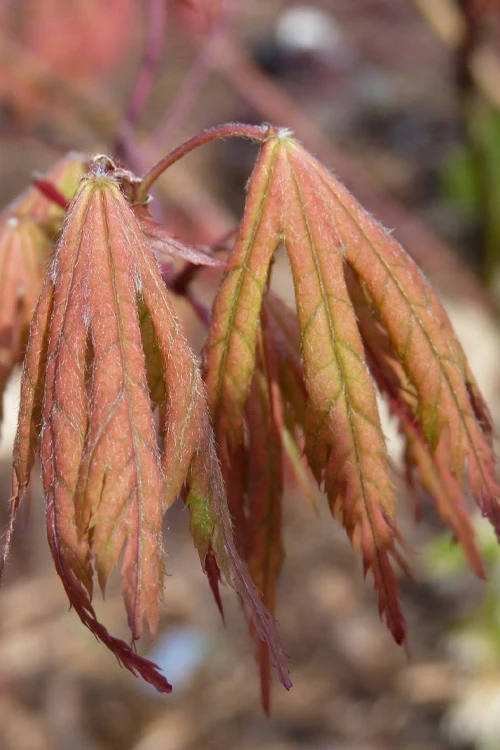 Ariadne Japanese Maple - 1 Gallon Pot 6 Ariadne Japanese Maple - 1 Gallon Pot - Image 6