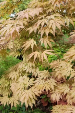 Ariadne Japanese Maple - 1 Gallon Pot 30 Ariadne Japanese Maple - 1 Gallon Pot -Wilson Bros Gardens acer palmatum ariadne japanese maple 17