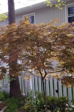 Ariadne Japanese Maple - 1 Gallon Pot 35 Ariadne Japanese Maple - 1 Gallon Pot -Wilson Bros Gardens acer palmatum ariadne japanese maple 18