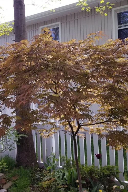 Ariadne Japanese Maple - 1 Gallon Pot 16 Ariadne Japanese Maple - 1 Gallon Pot - Image 16