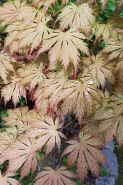 Ariadne Japanese Maple - 1 Gallon Pot 32 Ariadne Japanese Maple - 1 Gallon Pot -Wilson Bros Gardens acer palmatum ariadne japanese maple 19