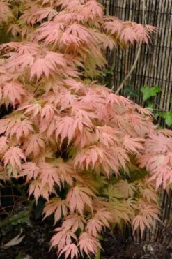 Ariadne Japanese Maple - 1 Gallon Pot 23 Ariadne Japanese Maple - 1 Gallon Pot -Wilson Bros Gardens acer palmatum ariadne japanese maple 20