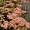 Ariadne Japanese Maple - 1 Gallon Pot