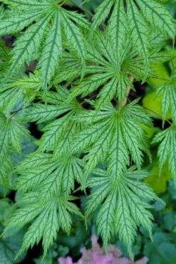 Ariadne Japanese Maple - 1 Gallon Pot 33 Ariadne Japanese Maple - 1 Gallon Pot -Wilson Bros Gardens acer palmatum ariadne japanese maple 22
