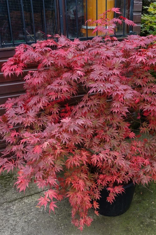 Ariadne Japanese Maple - 1 Gallon Pot 19 Ariadne Japanese Maple - 1 Gallon Pot - Image 19