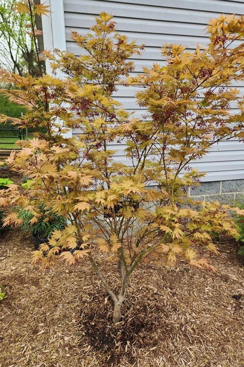 Ariadne Japanese Maple - 1 Gallon Pot 12 Ariadne Japanese Maple - 1 Gallon Pot - Image 12