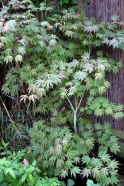 Ariadne Japanese Maple - 1 Gallon Pot 34 Ariadne Japanese Maple - 1 Gallon Pot -Wilson Bros Gardens acer palmatum ariadne japanese maple 7