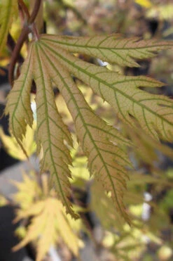 Ariadne Japanese Maple - 1 Gallon Pot 29 Ariadne Japanese Maple - 1 Gallon Pot -Wilson Bros Gardens acer palmatum ariadne japanese maple 8