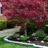 Ribbon Leaf Japanese Maple (Acer Palmatum 'Atrolineare') - 3 Gallon Pot (4-5')
